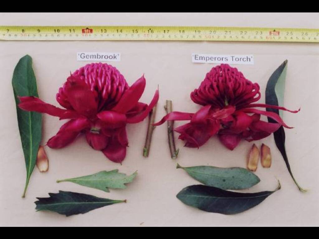 5565: /photos/boxed/2244/5563-telopea_gembrook_and_comparitor_t._emperor_s_torch_.jpg