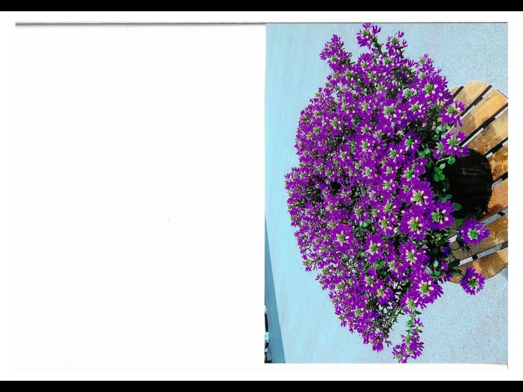 6242: /photos/boxed/2287/6234-suntory_flowers_ltd_-_scaevola_-_7768_-_bonsca_1430_1.jpg